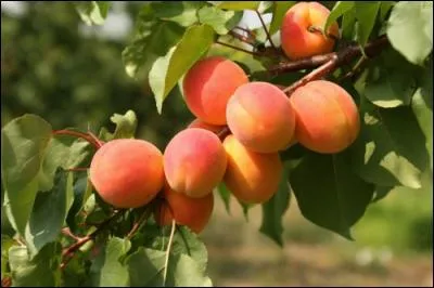 D'où est originaire l'abricot ?