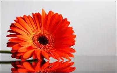 Quel est le nom de cette fleur orange ?