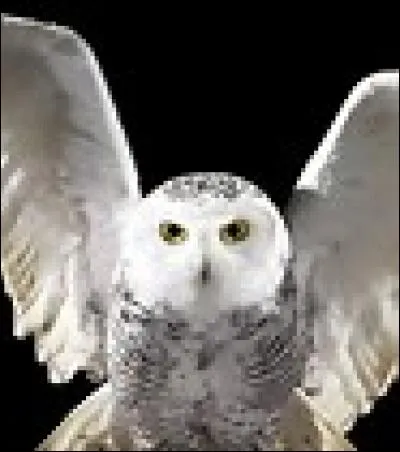 À qui est cette chouette ? Comment se nomme-t-elle ?