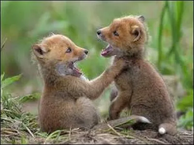 Demi-cercle de fer que l'on dispose sur le nez des chevaux, pour les dresser !