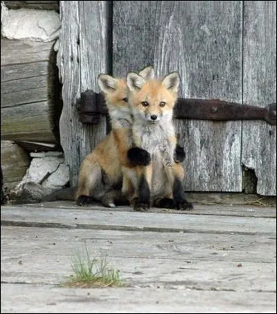 Oiseau coureur d'Australie !