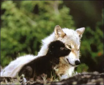 Plus gros rongeur du monde !