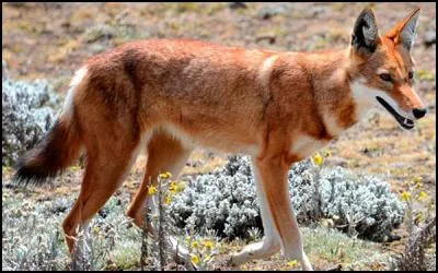 Homme ou animal très têtu !