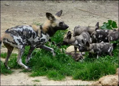 Perception d'une mauvaise odeur !