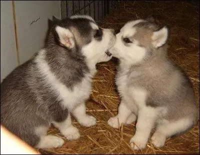 Matelot chargé de la distribution des vivres et de la gestion de la cantine !