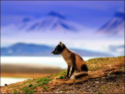 Attribut d'Hermès, composé d'une baguette de laurier ou d'olivier, agrémentée de deux ailes et entourée de deux serpents entrelacés !