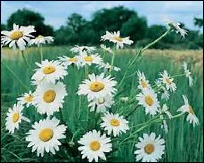 9 - Offrir une marguerite blanche est un beau moyen de dire au destinataire qu'il est beau. Mais si vous offrez cette fleur avec la bardane, que voulez-vous dire au destinataire ?