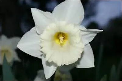 8 - Quel adjectif associe-t-on à celui qui reçoit un narcisse ?