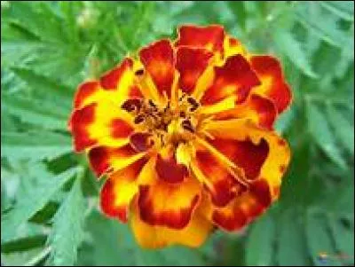 5 - Qui dit "illet d'Inde" dit...