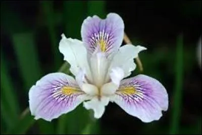 3 - Donner un iris, est-ce assurer son amour ?