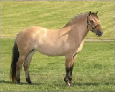 De quelle robe est ce cheval ?