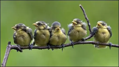 Mouche ressemblant à un bourdon !