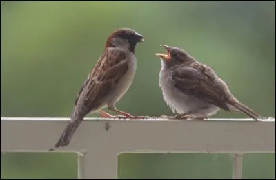 Os de la cloison des fosses nasales !