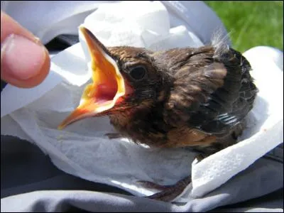 Portion courbée d'une voûte ou d'une arcade !