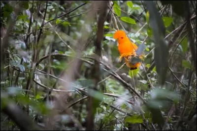 Petite pièce de tissu garnissant un chapeau et recouvrant le visage !