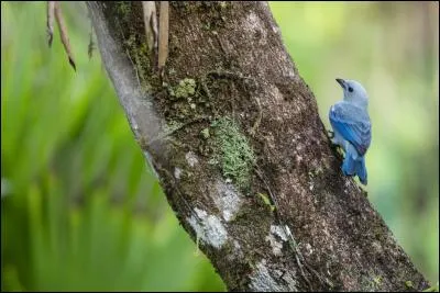 Chanteuse corse revancharde !