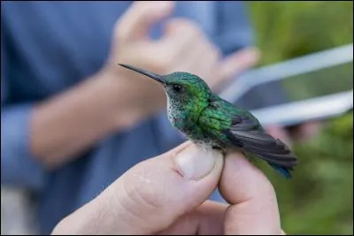 Maladie tropicale, proche de la fièvre jaune !