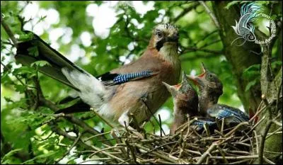 Haut dignitaire balkanique !