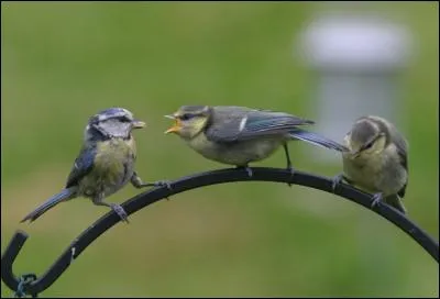 Planche de bois, utilisée pour fixer les ardoises sur un toit !
