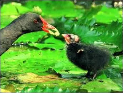 Entretien des voies publiques !