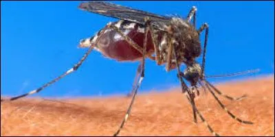 Comment se transmet le paludisme (malaria) ?