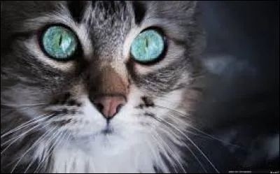 Sa chaine est du genre :