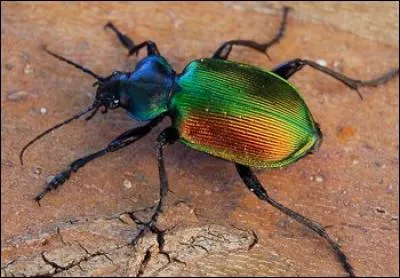 Quel animagus se transforme en scarabée ?