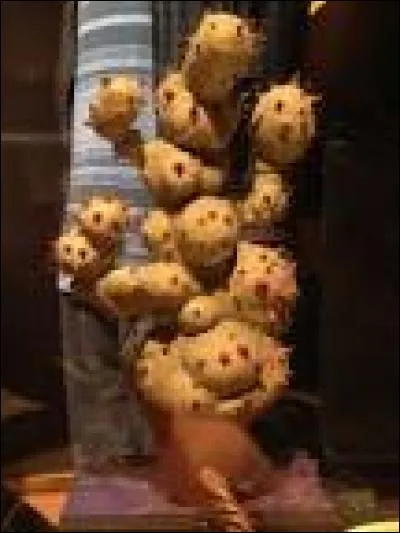 Quel élève de Poudlard est fort en botanique ?