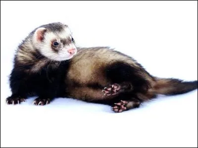 À quel Potter appartient cet animal de compagnie ?