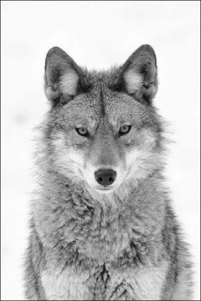 Les loups sont méchants lorsqu'on :