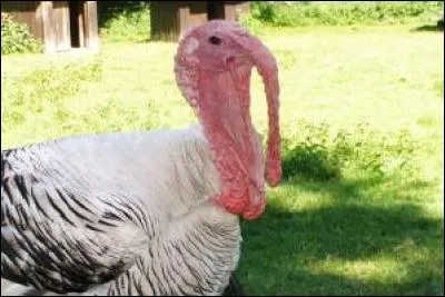 Quel est le nom de cet animal que vous avez certainement déjà vu ?