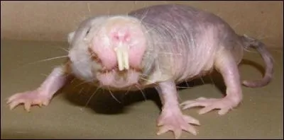 Il est beau ! Mais qu'est-ce ?