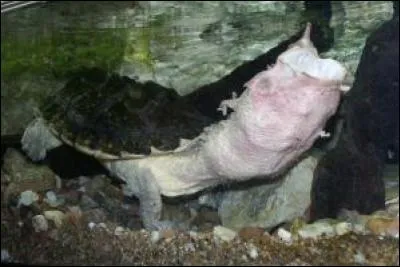 Ceci est une tortue :