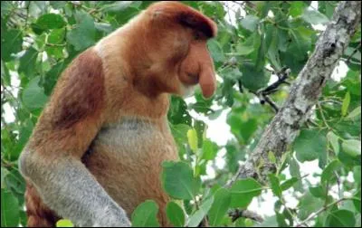 Ceci, je pense que vous l'avez deviné, est un singe. Lequel ?