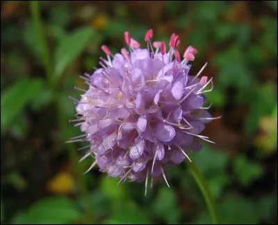 Quelle est cette fleur ?