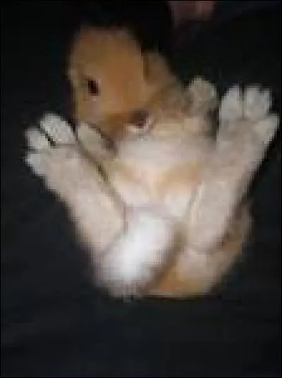 Quelle partie du lapin porte chance ?