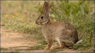 Quelle est cette espèce ?