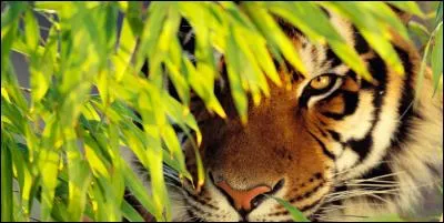 Son espérance de vie en captivité est :