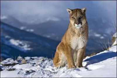 Voici un puma aussi appelé :