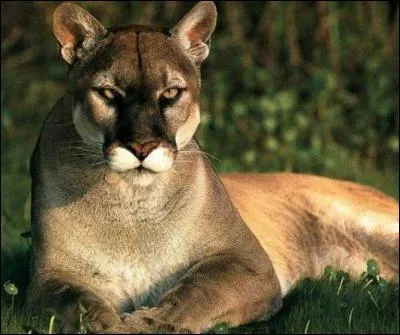 De quelle famille est-il ?