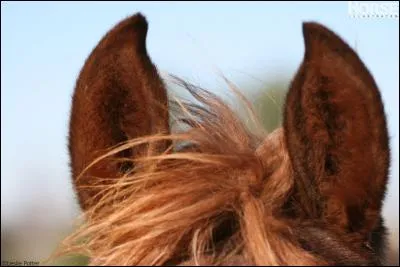 Comment le cheval ou le poney met-il ses oreilles quand il n'est pas content ?