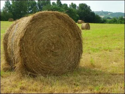 Que ne mange pas le cheval ou le poney ?