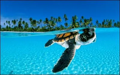 Dans quel pays la tortue est-elle le symbole de chance et de longévité ?