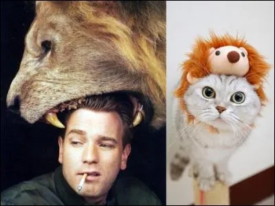 11 - Il y en a qui n'ont peur de rien, mais alors de rien du tout ! Quelle est la principale différence entre les deux images, hormis le fait que le lion n'est pas vraiment le même ?