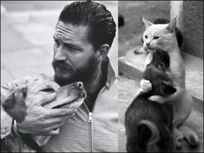 9 - Il y a un point commun entre les deux images ; tout comme le beau gosse, notre chat fait un gros câlin à :