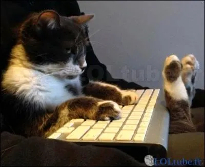 Ce chat est sur son/sa...