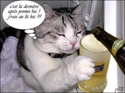 Ce chat boit de...