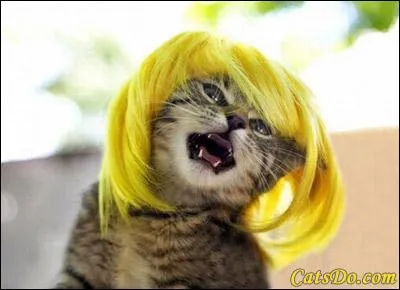De quelle couleur est la perruque de ce chat ?