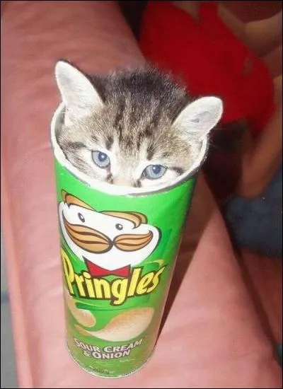Ce petit chaton est entré dans une boîte de Pringles. C'est une marque de...