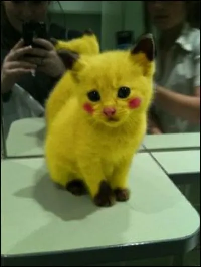 Retrouvez ce Pokémon à l'aide de ce chat ?